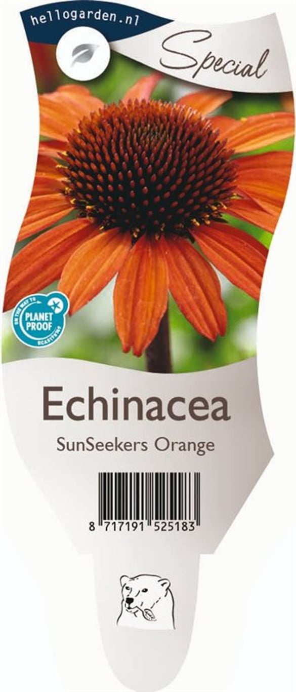 Echinacea Sunseekers Orange - P11